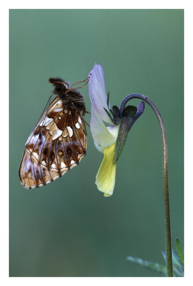Weaver'S Fritillary Adult On Pansy Europe-Paper Art-22,,X32,,