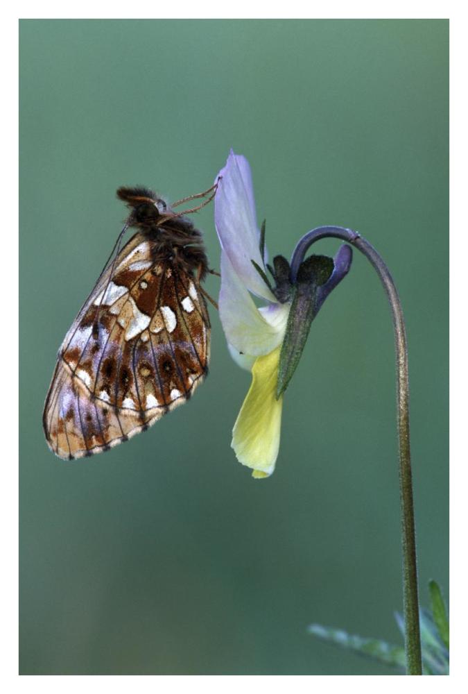 Weaver'S Fritillary Adult On Pansy Europe-Paper Art-26,,X38,,