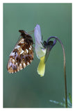 Weaver'S Fritillary Adult On Pansy Europe-Paper Art-26,,X38,,