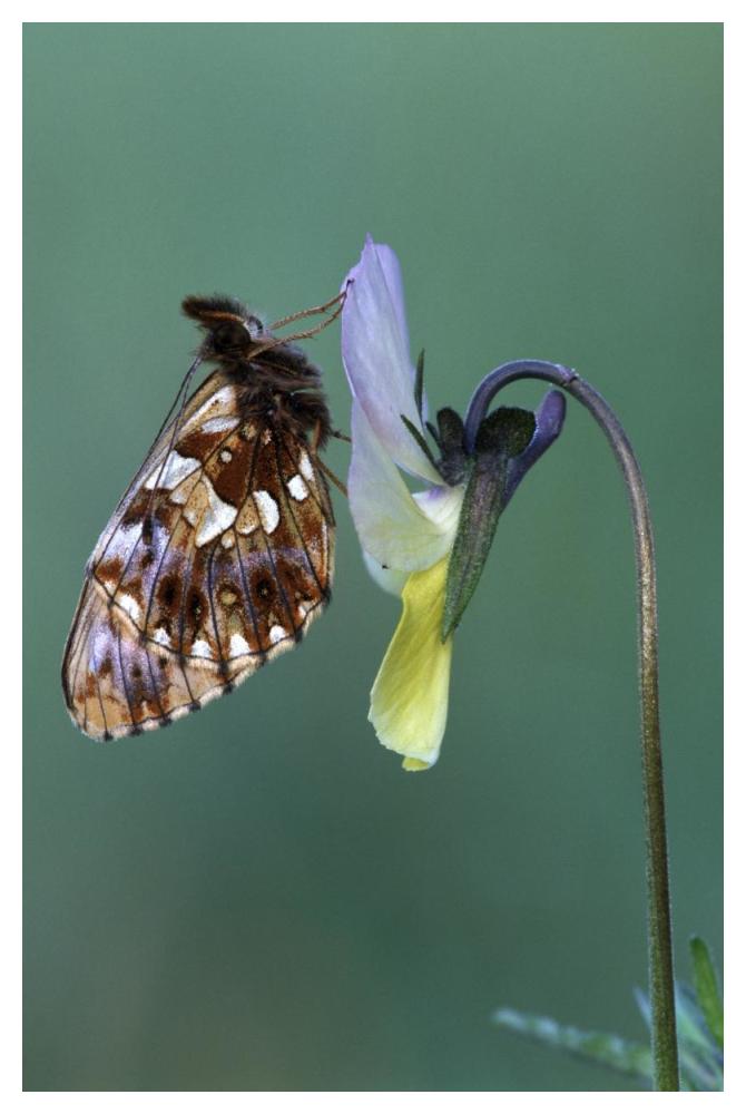 Weaver'S Fritillary Adult On Pansy Europe-Paper Art-34,,X50,,