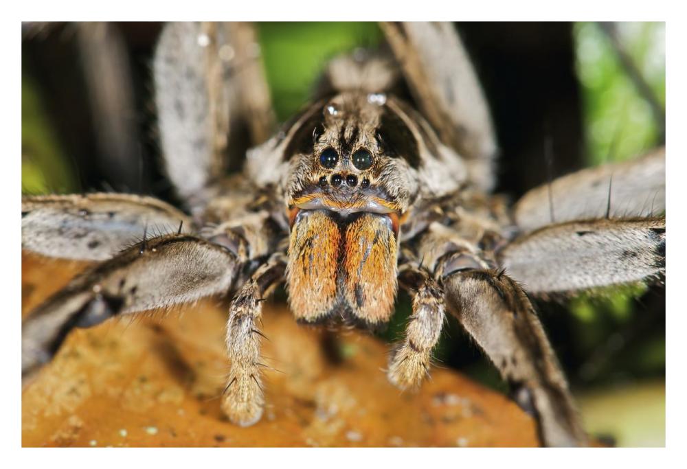 Wolf Spider, Mindo, Western Slope Of Andes, Ecuador-Paper Art-32,,X22,,