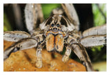 Wolf Spider, Mindo, Western Slope Of Andes, Ecuador-Paper Art-32,,X22,,