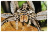 Wolf Spider, Mindo, Western Slope Of Andes, Ecuador-Paper Art-62,,X42,,