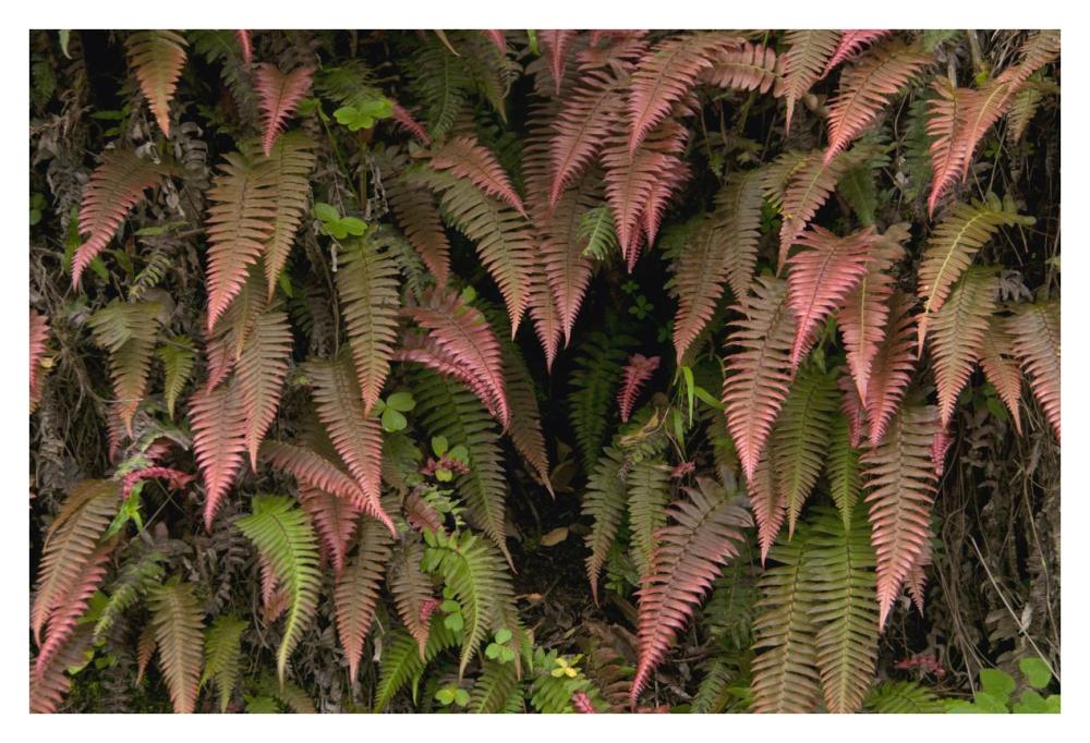 Young Ferns In Temperate Forest, Ecuador-Paper Art-38,,X26,,