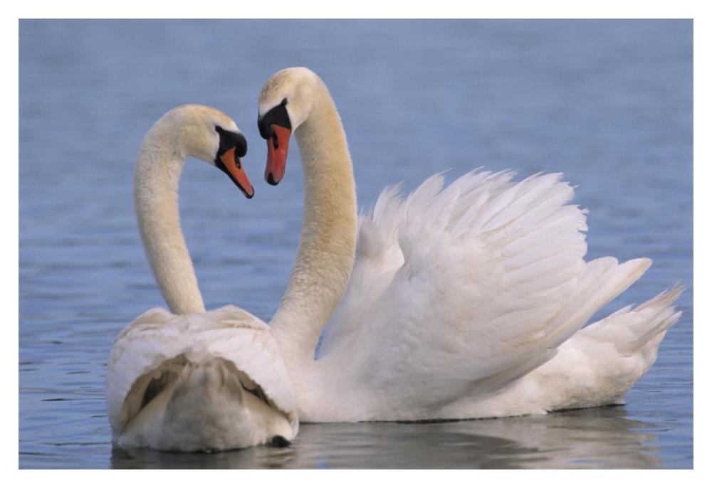 Mute Swan Pair Courting, Europe-Paper Art-20,,X14,,