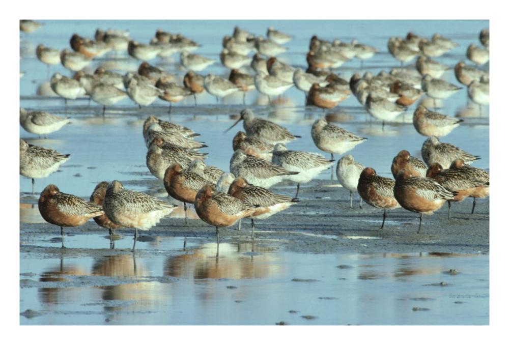 Black-Tailed Godwit Flock Resting In Estuary At High-Tide, Europe-Paper Art-26,,X18,,