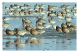 Black-Tailed Godwit Flock Resting In Estuary At High-Tide, Europe-Paper Art-32,,X22,,