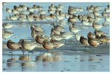 Black-Tailed Godwit Flock Resting In Estuary At High-Tide, Europe-Paper Art-50,,X34,,