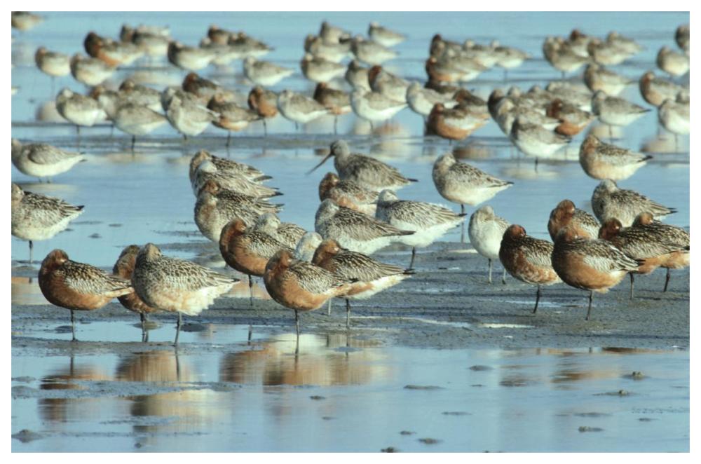 Black-Tailed Godwit Flock Resting In Estuary At High-Tide, Europe-Paper Art-62,,X42,,