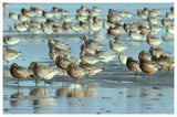 Black-Tailed Godwit Flock Resting In Estuary At High-Tide, Europe-Paper Art-62,,X42,,