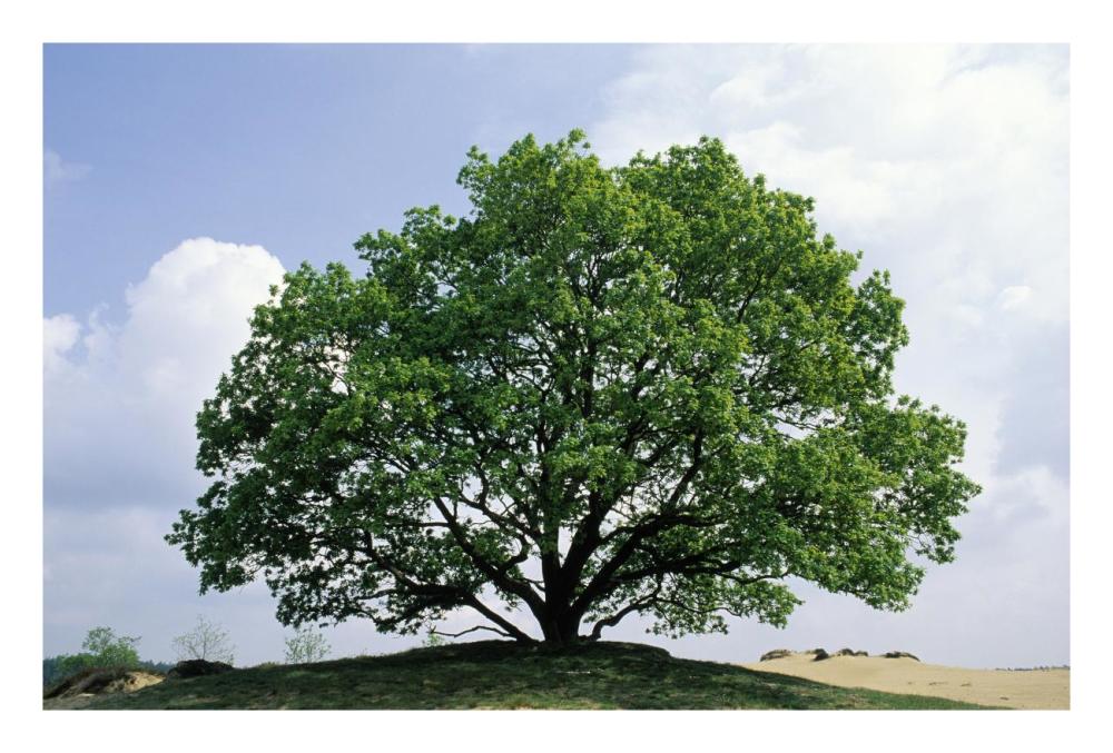 English Oak In Autumn, Europe, Asia And North Africa Introduced Into North America-Paper Art-26,,X18,,