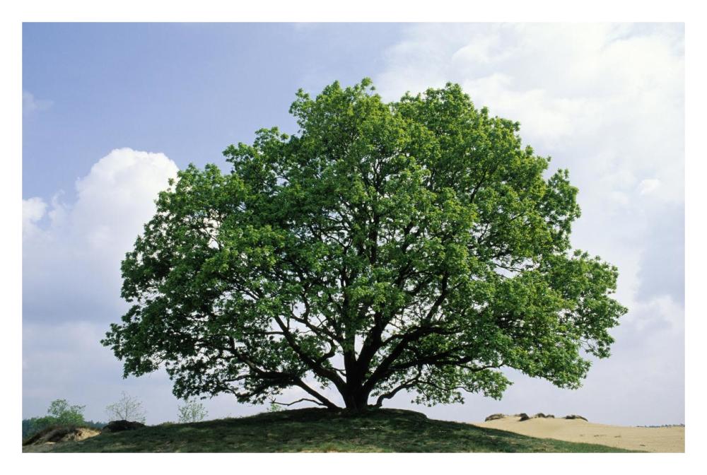 English Oak In Autumn, Europe, Asia And North Africa Introduced Into North America-Paper Art-32,,X22,,