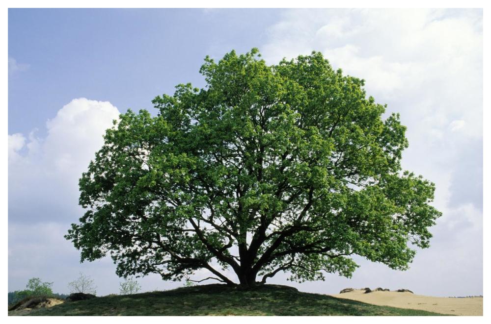 English Oak In Autumn, Europe, Asia And North Africa Introduced Into North America-Paper Art-62,,X42,,