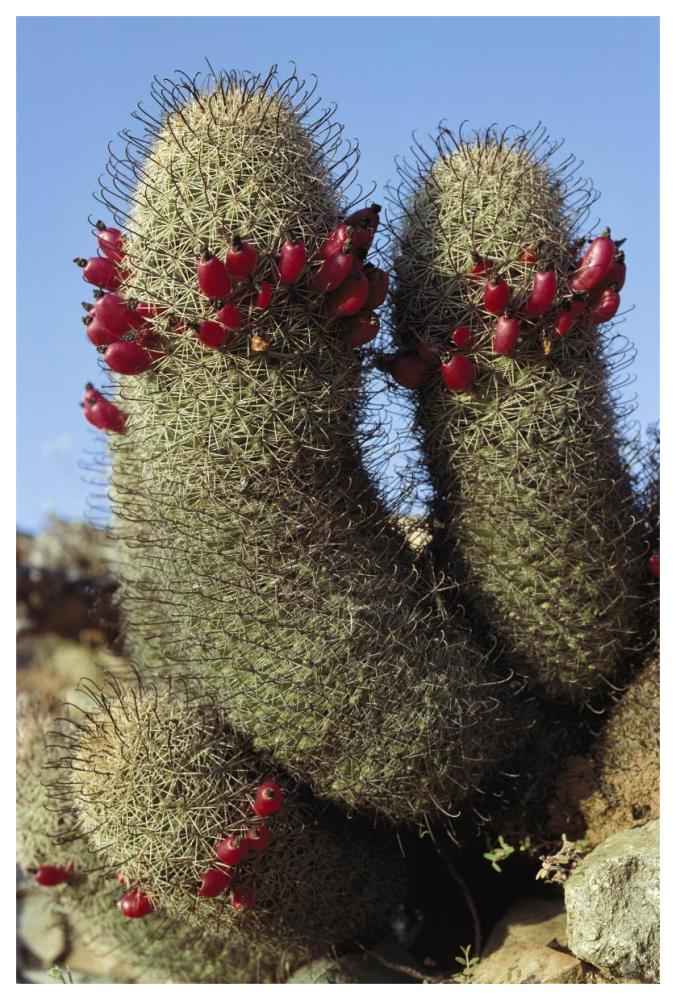 Fishhook Cactus In Bloom, Santa Catalina Island, Sea Of Cortez, Baja California, Mexico-Paper Art-42,,X62,,
