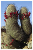 Fishhook Cactus In Bloom, Santa Catalina Island, Sea Of Cortez, Baja California, Mexico-Paper Art-42,,X62,,