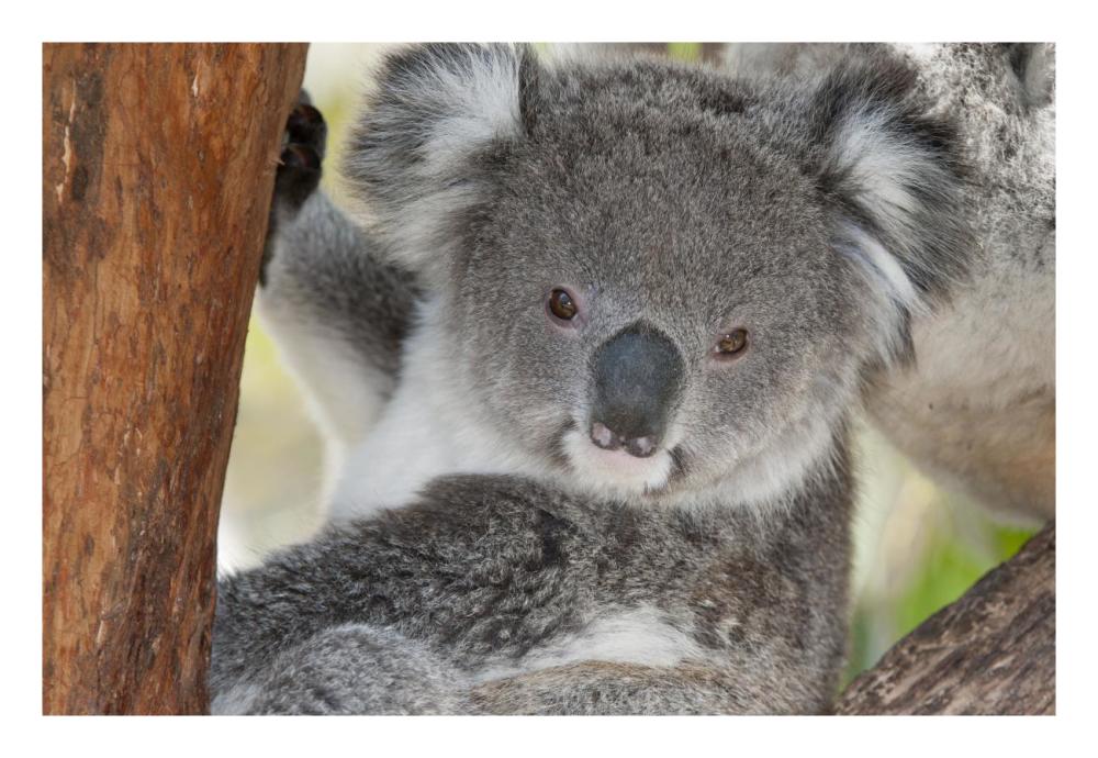 Koala, Victoria, Australia-Paper Art-26,,X18,,