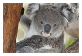 Koala, Victoria, Australia-Paper Art-26,,X18,,