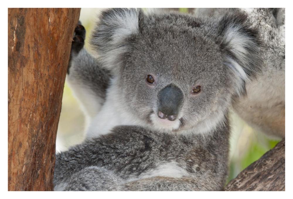 Koala, Victoria, Australia-Paper Art-38,,X26,,