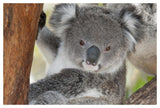 Koala, Victoria, Australia-Paper Art-50,,X34,,