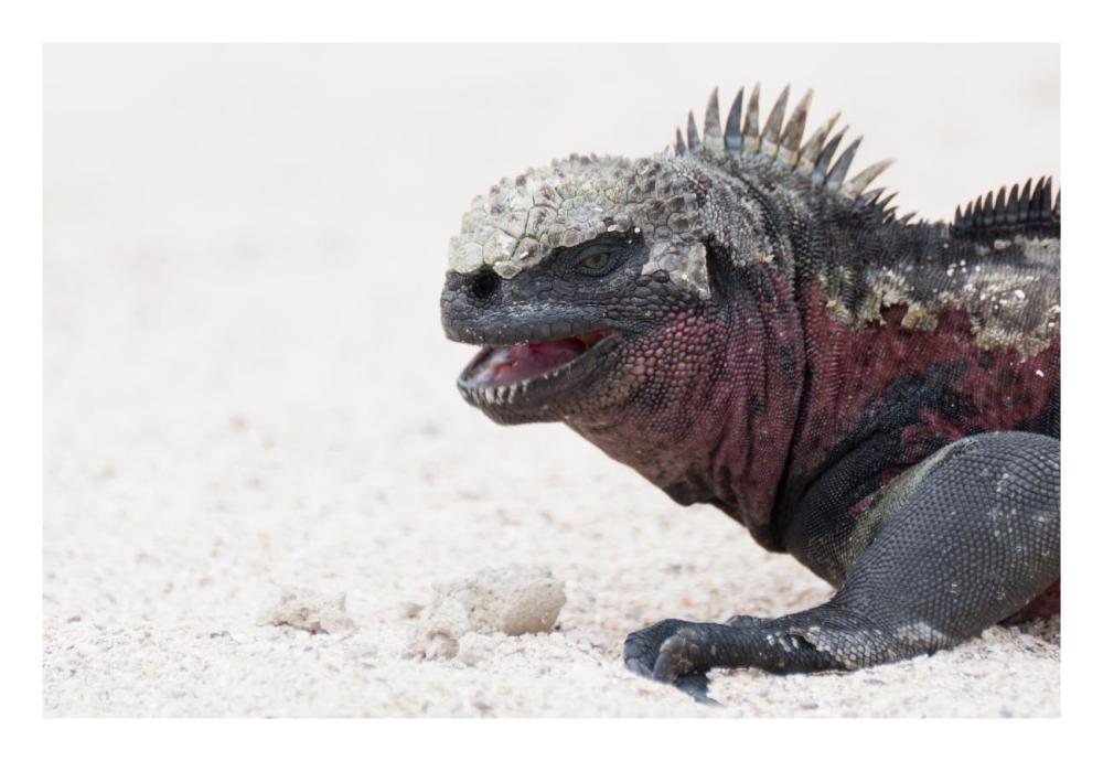 Marine Iguana, Galapagos Islands, Ecuador-Paper Art-26,,X18,,