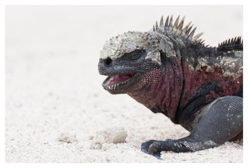 Marine Iguana, Galapagos Islands, Ecuador-Paper Art-50,,X34,,