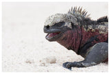 Marine Iguana, Galapagos Islands, Ecuador-Paper Art-62,,X42,,