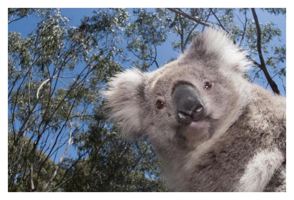 Koala In Gum Tree Forest, Victoria, Australia-Paper Art-38,,X26,,