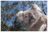 Koala In Gum Tree Forest, Victoria, Australia-Paper Art-62,,X42,,