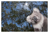 Koala In Gum Tree Forest, Victoria, Australia-Paper Art-20,,X14,,