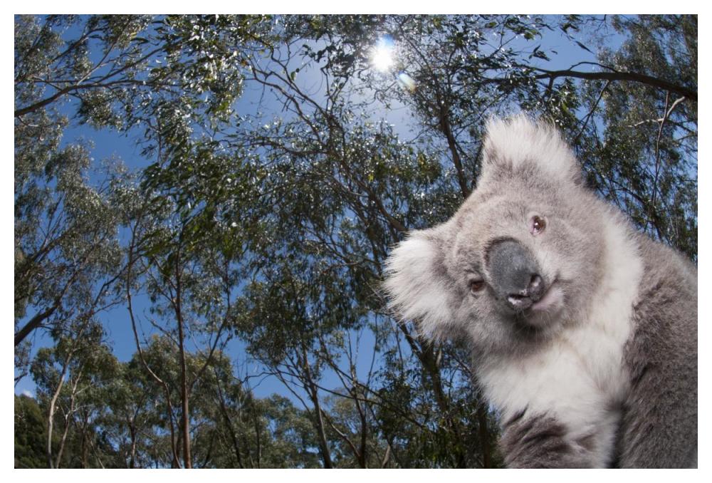 Koala In Gum Tree Forest, Victoria, Australia-Paper Art-50,,X34,,