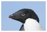 Adelie Penguin Portrait, Prydz Bay, Eastern Antarctica-Paper Art-20,,X14,,