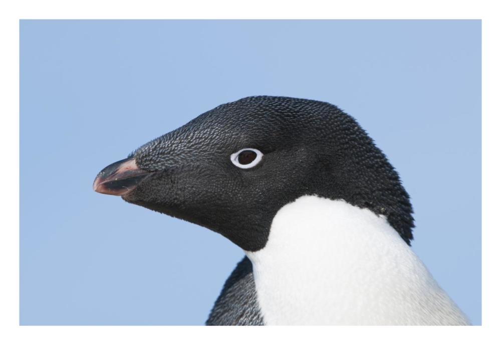 Adelie Penguin Portrait, Prydz Bay, Eastern Antarctica-Paper Art-26,,X18,,