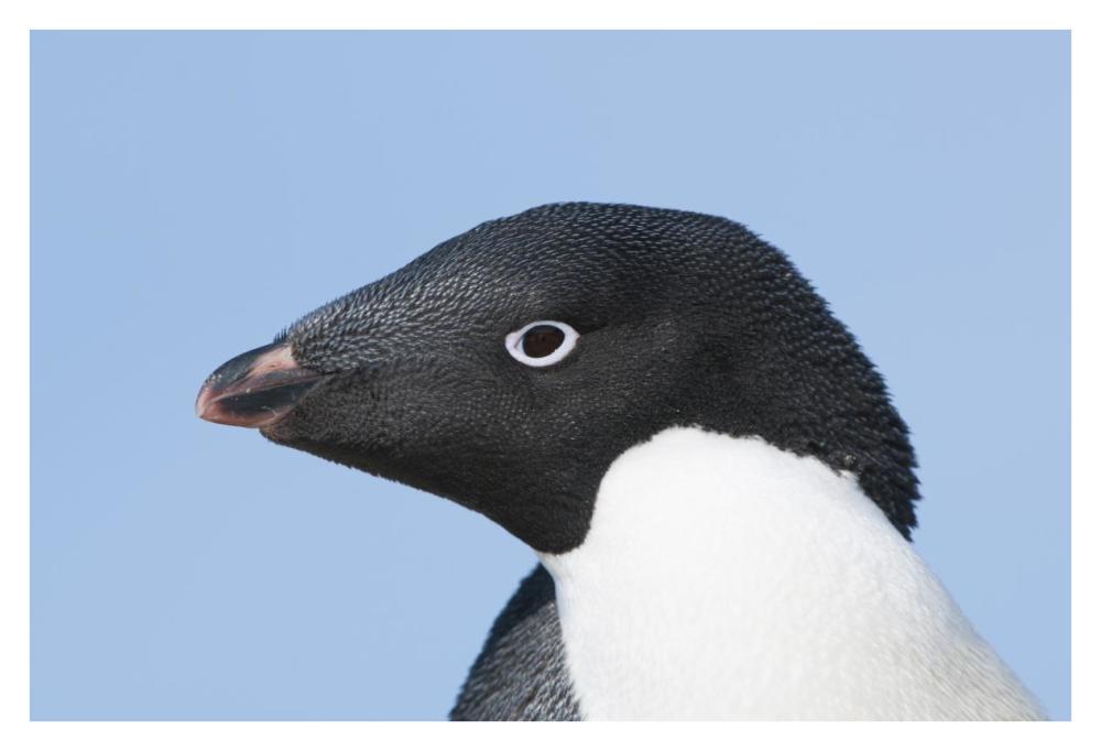 Adelie Penguin Portrait, Prydz Bay, Eastern Antarctica-Paper Art-38,,X26,,