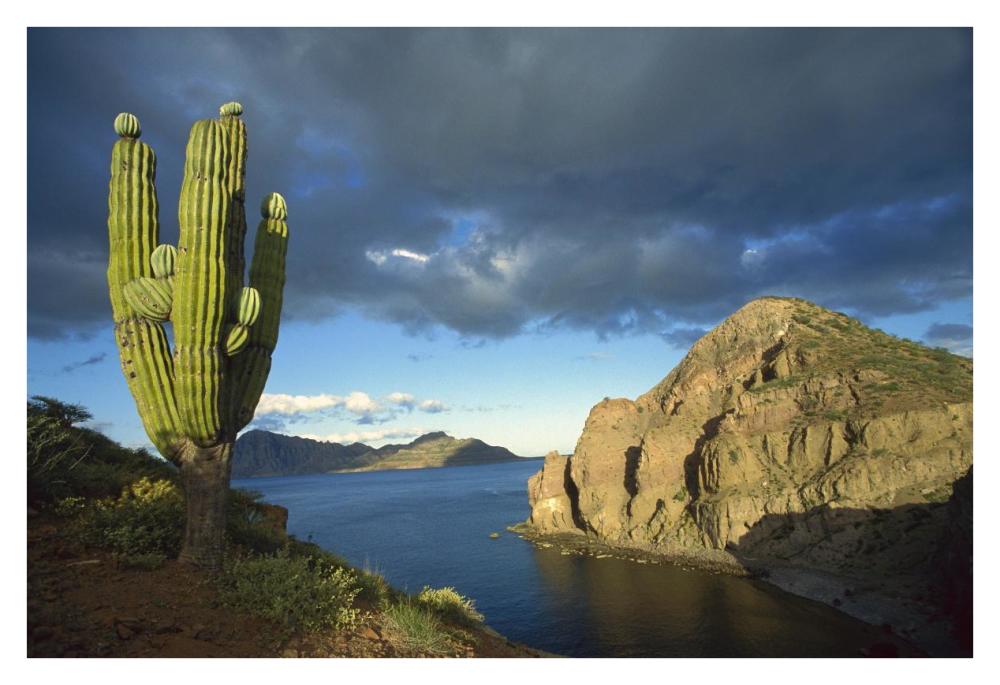 Danzante Island, Sea Of Cortez, Baja California, Mexico-Paper Art-38,,X26,,