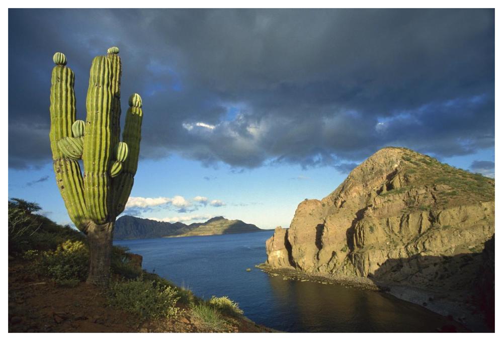 Danzante Island, Sea Of Cortez, Baja California, Mexico-Paper Art-62,,X42,,