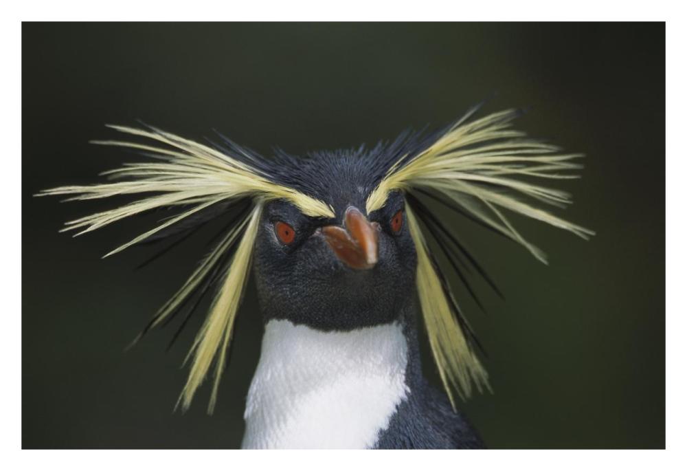 Rockhopper Penguin Portrait, Gough Island, South Atlantic-Paper Art-32,,X22,,