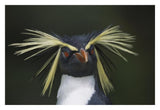 Rockhopper Penguin Portrait, Gough Island, South Atlantic-Paper Art-32,,X22,,