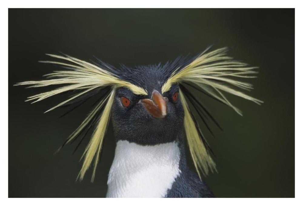 Rockhopper Penguin Portrait, Gough Island, South Atlantic-Paper Art-38,,X26,,