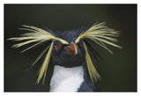Rockhopper Penguin Portrait, Gough Island, South Atlantic-Paper Art-38,,X26,,
