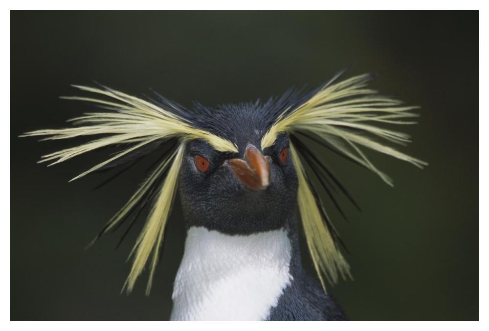 Rockhopper Penguin Portrait, Gough Island, South Atlantic-Paper Art-50,,X34,,