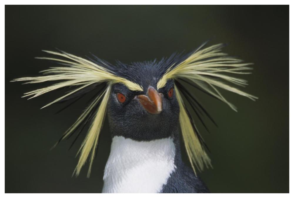 Rockhopper Penguin Portrait, Gough Island, South Atlantic-Paper Art-62,,X42,,
