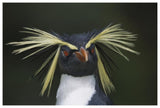 Rockhopper Penguin Portrait, Gough Island, South Atlantic-Paper Art-62,,X42,,