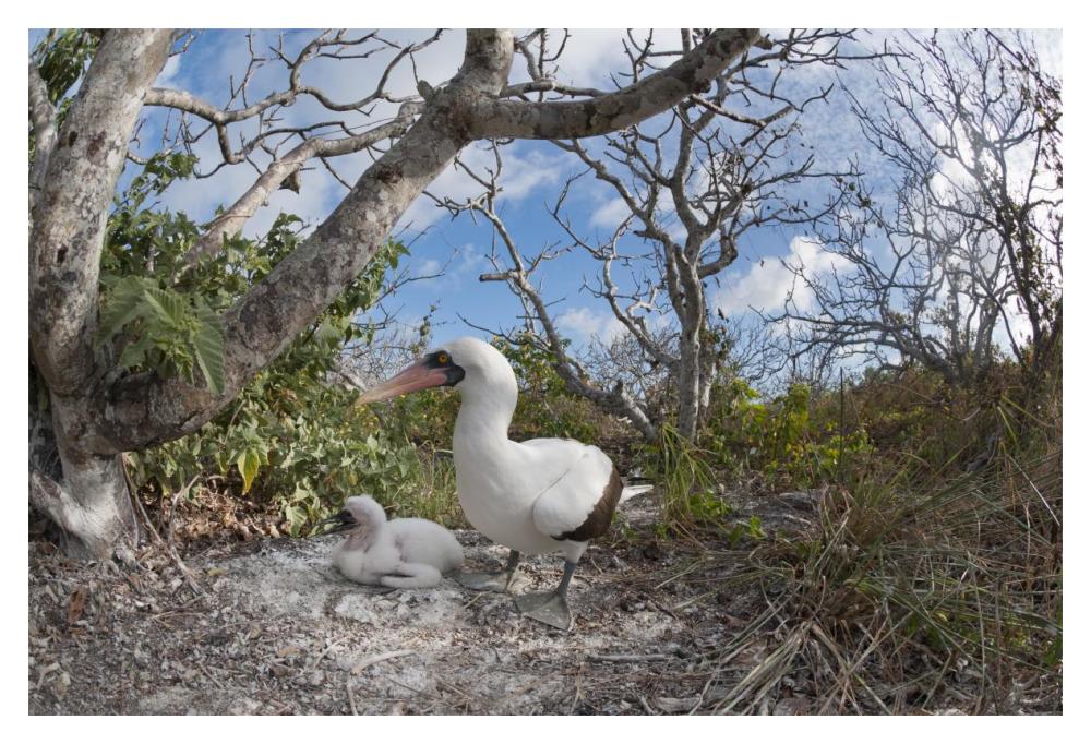 Nazca Booby With Chick In Nest, Galapagos Islands, Ecuador-Paper Art-20,,X14,,