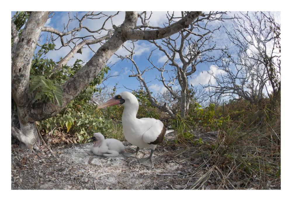 Nazca Booby With Chick In Nest, Galapagos Islands, Ecuador-Paper Art-26,,X18,,