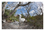 Nazca Booby With Chick In Nest, Galapagos Islands, Ecuador-Paper Art-26,,X18,,