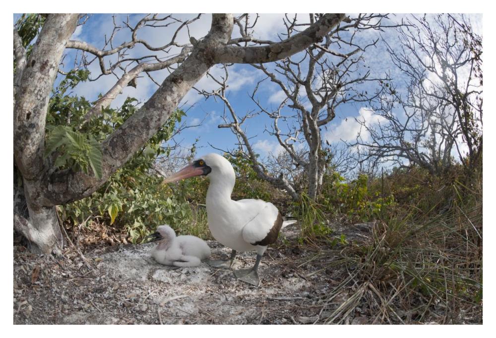 Nazca Booby With Chick In Nest, Galapagos Islands, Ecuador-Paper Art-38,,X26,,