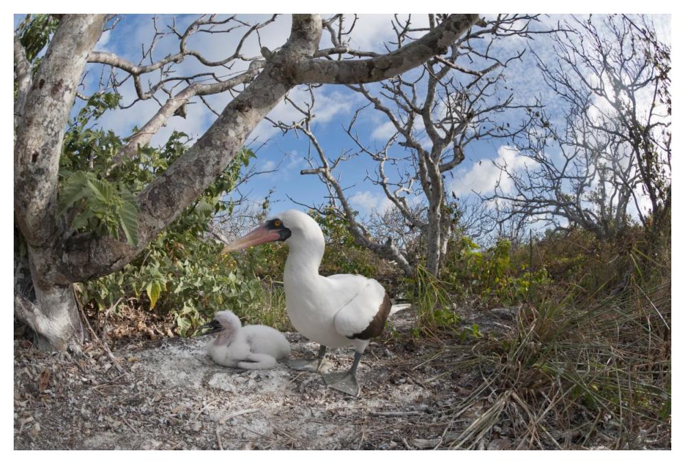 Nazca Booby With Chick In Nest, Galapagos Islands, Ecuador-Paper Art-50,,X34,,