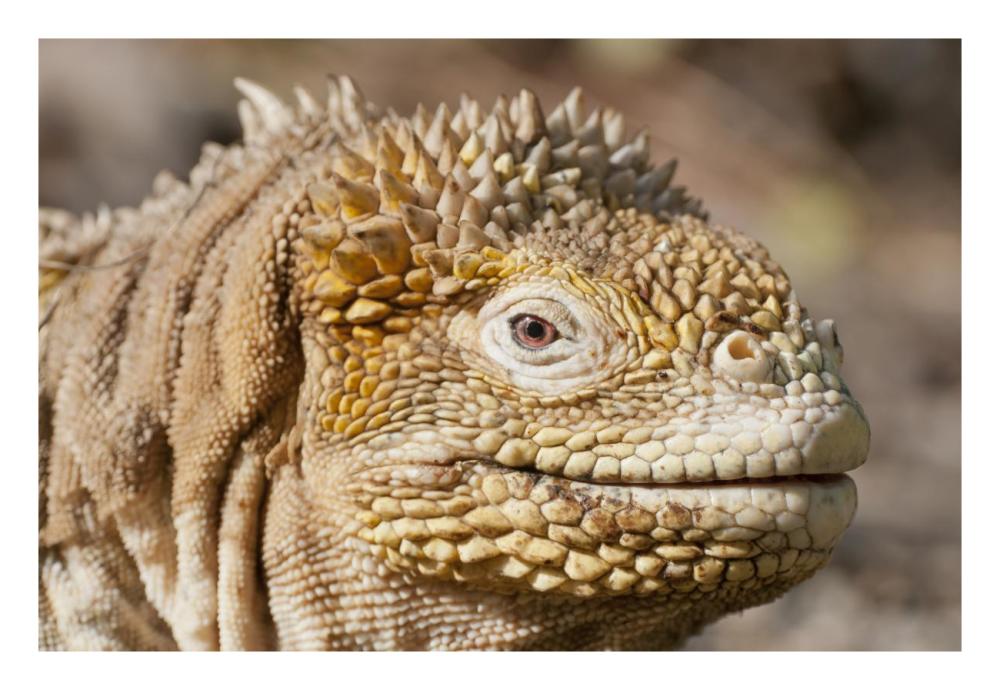 Galapagos Land Iguana Portrait, Galapagos Islands, Ecuador-Paper Art-26,,X18,,