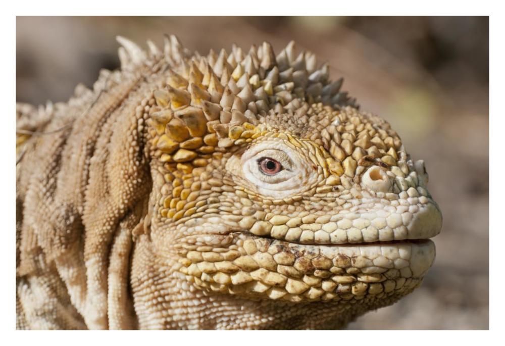 Galapagos Land Iguana Portrait, Galapagos Islands, Ecuador-Paper Art-32,,X22,,