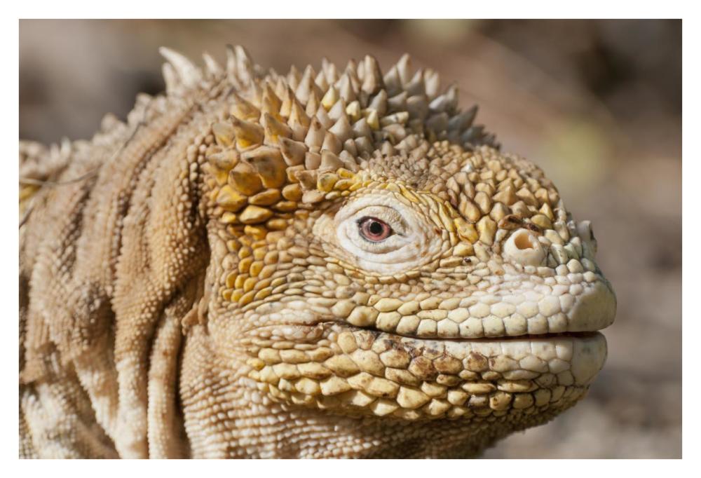 Galapagos Land Iguana Portrait, Galapagos Islands, Ecuador-Paper Art-38,,X26,,